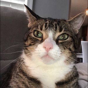 Meet your Posher, Carin